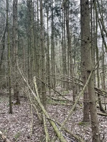 Prodej lesa, Hradiště, 3845 m2