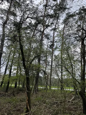 Prodej lesa, Hradiště, 3845 m2