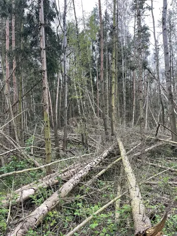 Prodej lesa, Hradiště, 3845 m2