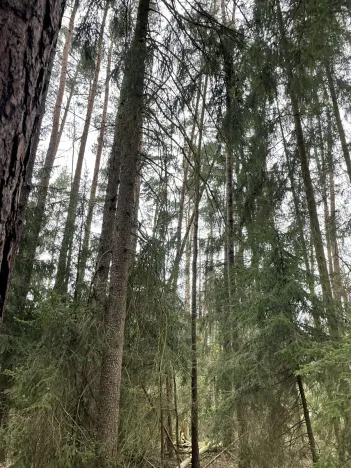 Prodej lesa, Hradiště, 5650 m2