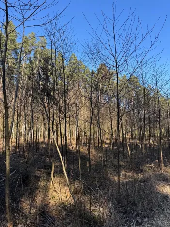 Prodej lesa, Sedlečko u Soběslavě, 6708 m2