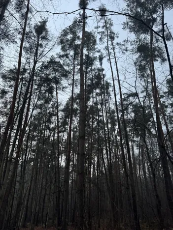 Prodej podílu lesa, Břehy, 5148 m2