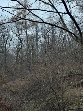 Prodej podílu lesa, Ústí nad Labem, 1184 m2