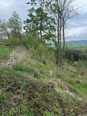 Prodej lesa, Bukovina u Čisté, 12070 m2