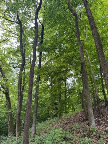 Prodej lesa, Heřmanice, 11566 m2