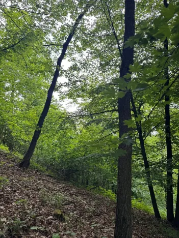 Prodej lesa, Heřmanice, 11566 m2