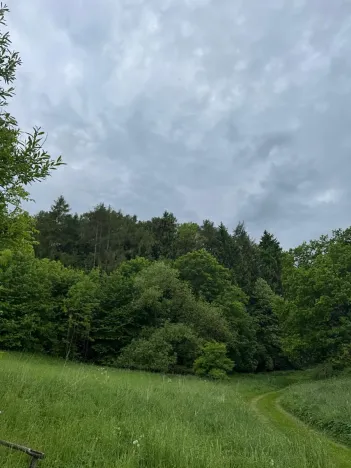 Prodej lesa, Heřmanice, 11566 m2