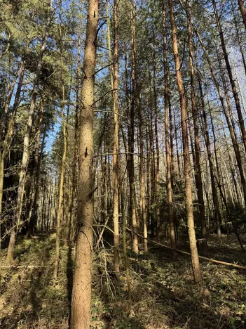 Prodej lesa, Vlastiboř, 3495 m2