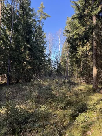 Prodej lesa, Vlastiboř, 3495 m2