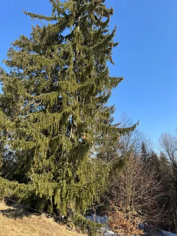 Prodej lesa, Zborov, 6700 m2