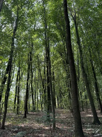 Prodej podílu lesa, Pardubice, 9649 m2