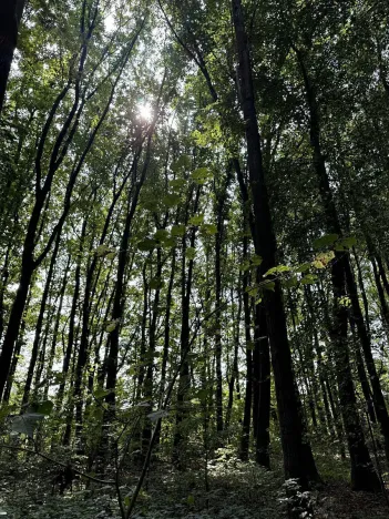 Prodej podílu lesa, Pardubice, 9649 m2