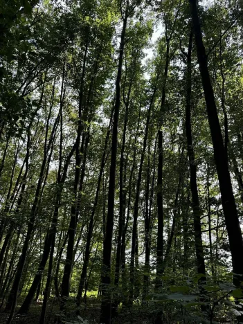 Prodej podílu lesa, Pardubice, 9649 m2