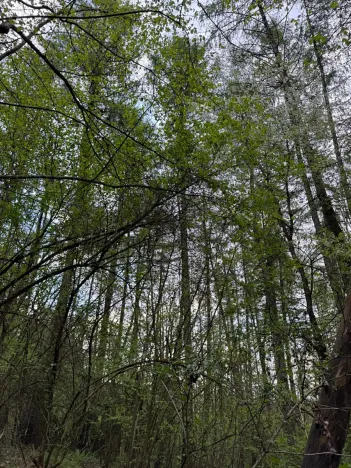 Prodej lesa, Přeštěnice, 4298 m2