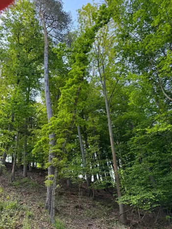 Prodej lesa, Vranov, 4583 m2