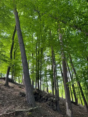 Prodej lesa, Vranov, 4583 m2