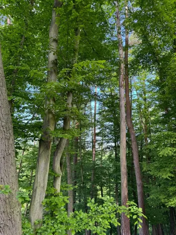 Prodej lesa, Vranov, 4583 m2