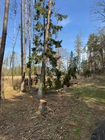 Prodej lesa, Louňovice pod Blaníkem, 4236 m2