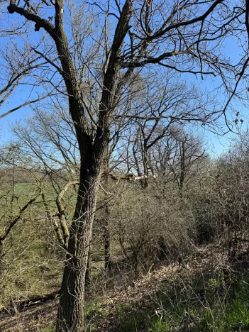 Prodej pozemku, Jevišovice, 7710 m2