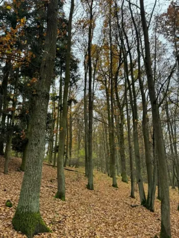 Prodej podílu lesa, Dolní Lukavice, 7998 m2