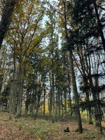 Prodej podílu lesa, Dolní Lukavice, 7998 m2