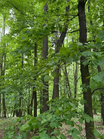 Prodej lesa, Stěbořice, 12789 m2