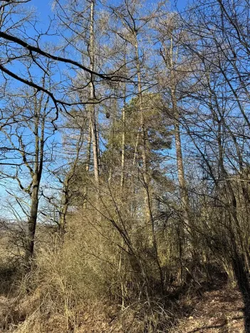 Prodej lesa, Mrákotín, 2434 m2