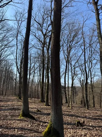 Prodej lesa, Horní Bukovina, 4881 m2
