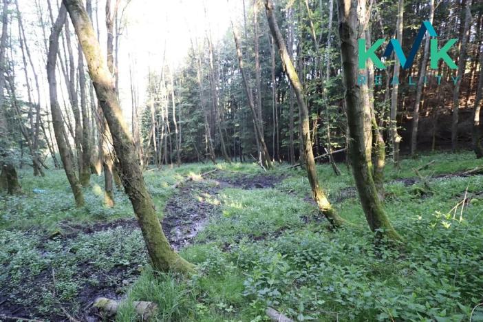 Prodej lesa, Kolová, 8922 m2