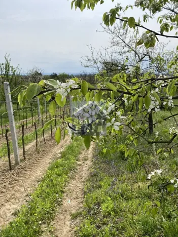 Prodej vinného sklepa, Vlkoš, 50 m2