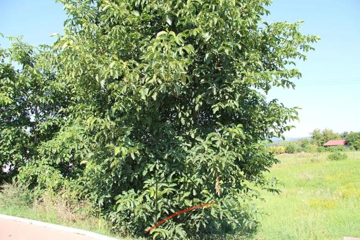 Prodej rodinného domu, Píšťany, 160 m2