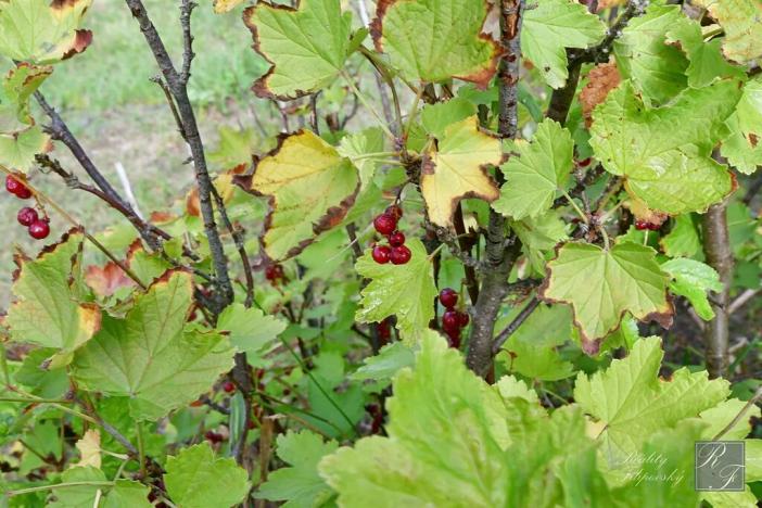 Prodej chaty, Chlumec, 20 m2