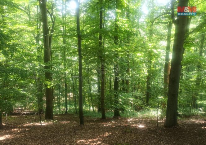 Prodej lesa, Vsetín, 50199 m2