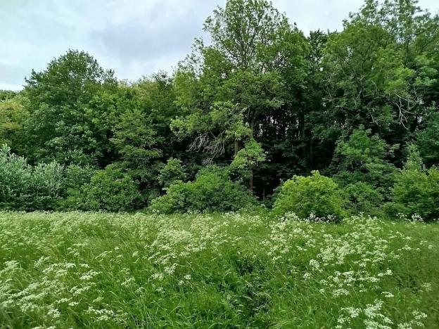 Prodej louky, Kolín, 2633 m2