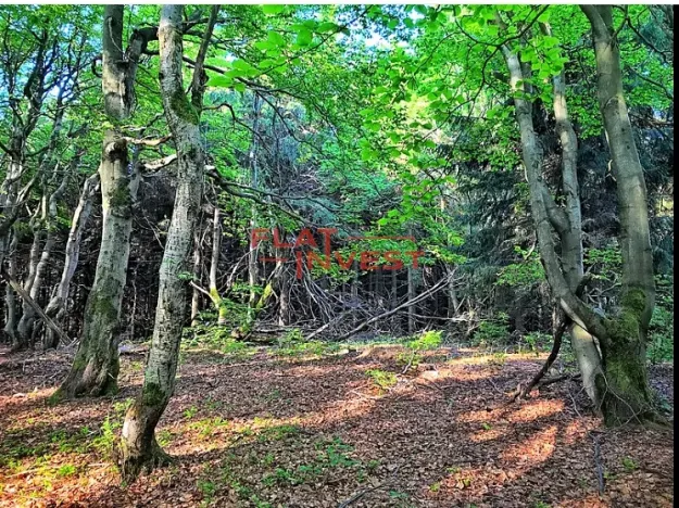 Prodej lesa, Liberec, 12712 m2