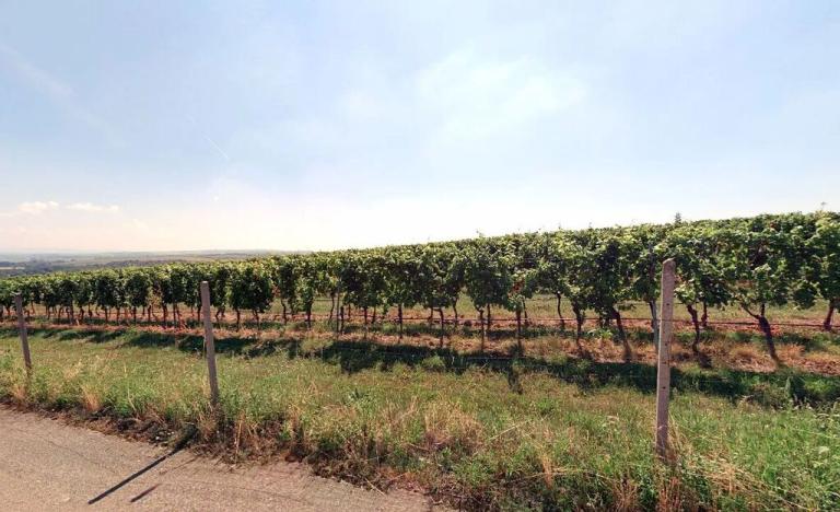 Prodej sadu/vinice, Kobylí, 6008 m2