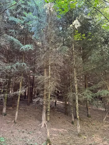 Prodej pozemku, Trutnov, 26242 m2