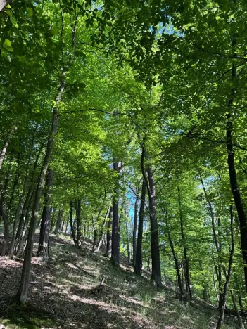 Prodej podílu lesa, Hudlice, 5790 m2