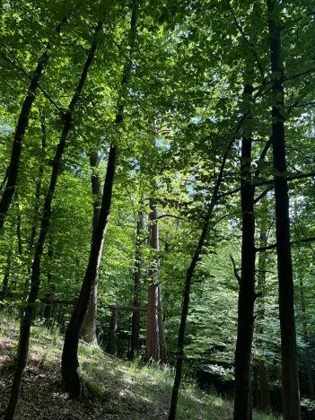 Prodej podílu lesa, Hudlice, 5790 m2