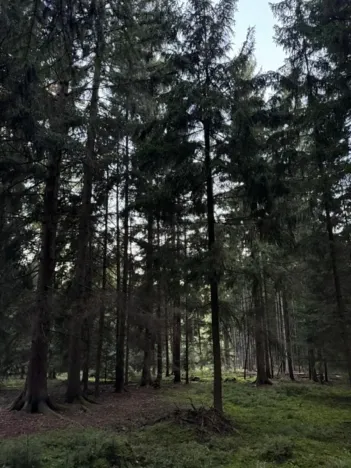 Prodej lesa, Ločenice, 5657 m2