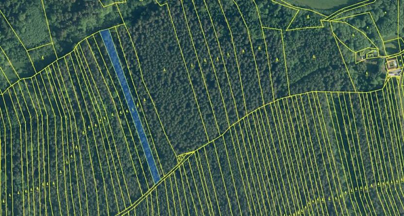 Prodej lesa, Ločenice, 5657 m2