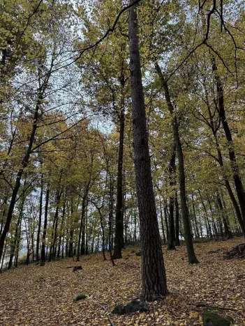 Prodej podílu lesa, Netvořice, 4154 m2