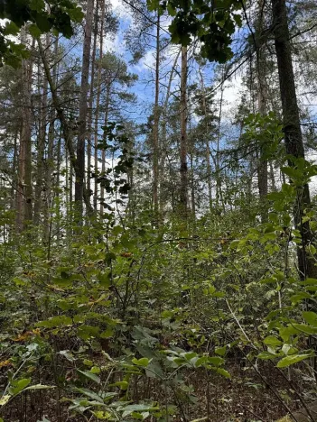 Prodej podílu lesa, Herálec, 1094 m2