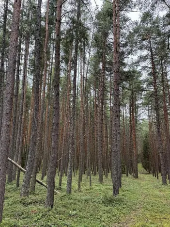 Prodej lesa, Křenovice, 5088 m2