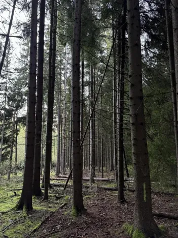 Prodej lesa, Ločenice, 8295 m2