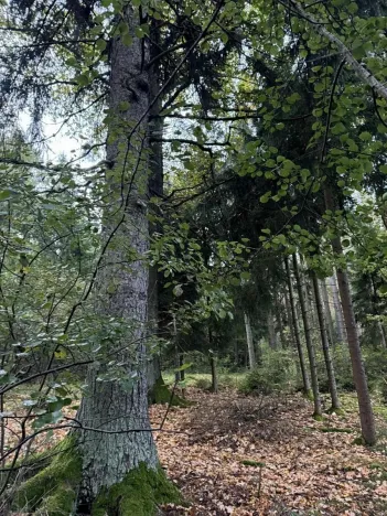 Prodej lesa, Ločenice, 8295 m2