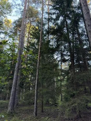 Prodej lesa, Ločenice, 8295 m2