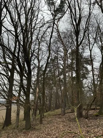 Prodej podílu lesa, Doksy, 2664 m2