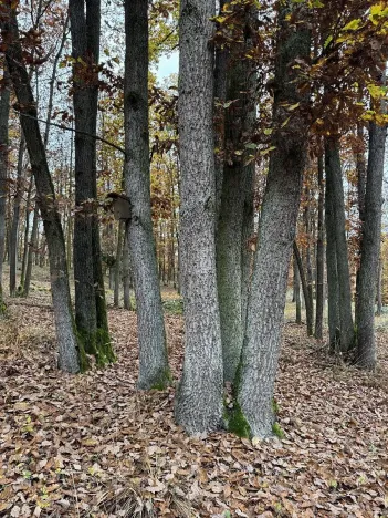 Prodej podílu pozemku, Dolní Lukavice, 43384 m2