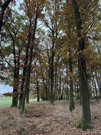 Prodej podílu pozemku, Dolní Lukavice, 43384 m2